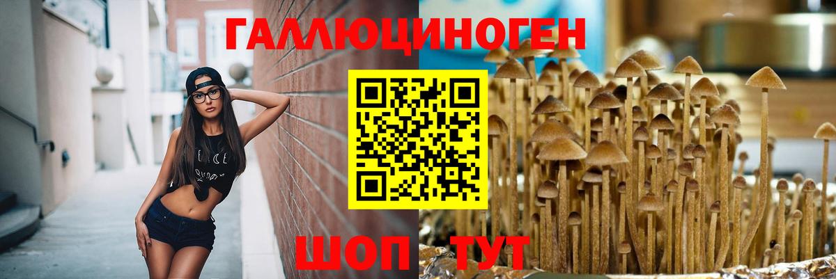 Малгобек  Псилоцибиновые грибы Psilocybe  Вход с VPN 